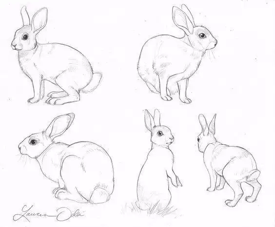 简单动物素描简笔画