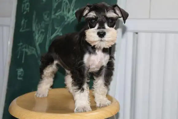 犬舍出售雪纳瑞犬协议质保健康纯种疫苗齐全售后有保障签合同