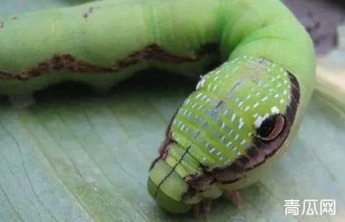 猪儿虫是一种长约五厘米的小虫,全身墨绿,肥敦敦胖乎乎,头部两根红色