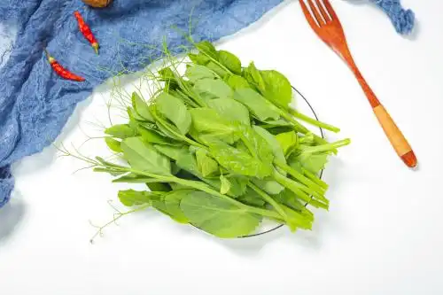 现采摘的新鲜豌豆尖