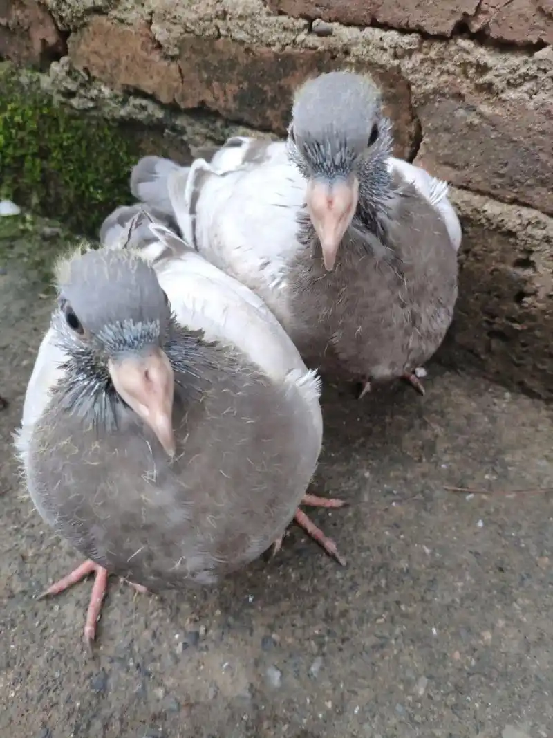 小鸽子25天了 24天下窝的,会自己啄食但是看到大鸽子还是会讨食,喝水