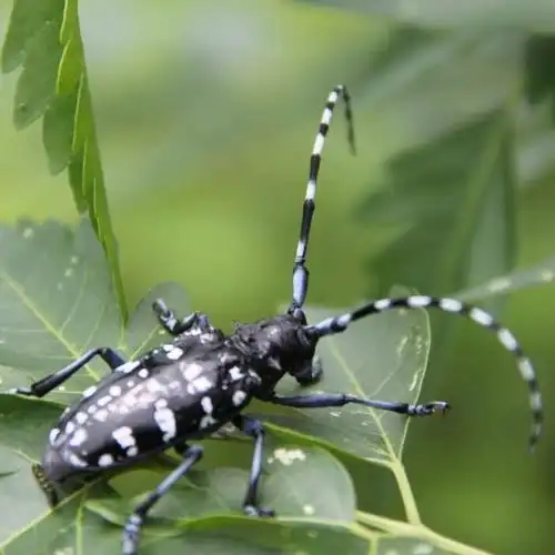 【京品严选】甲虫活体宠物天牛爬行小动物易养活昆虫小动物活体天牛 6