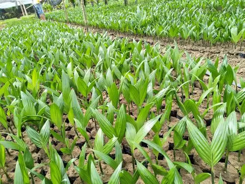 正宗海南槟榔苗