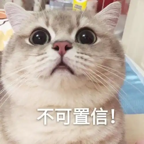 萌宠 猫星人 不可置信 惊讶 呆萌 可爱