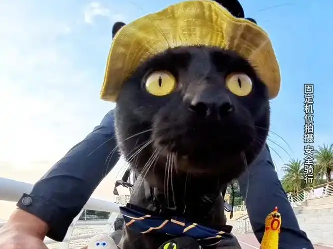 领结好像有点大了 #黑猫 #我和我的猫 #评论区看看你们的猫 #小猫咪怼