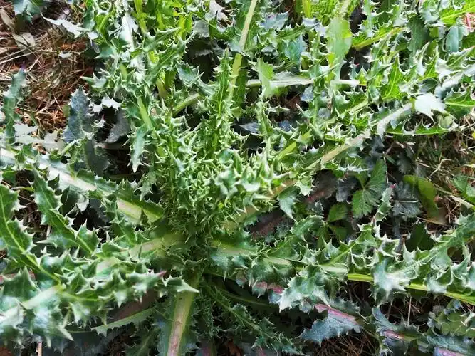 农村这种带刺的野菜被称为百草之王是一种止血止痛的良药