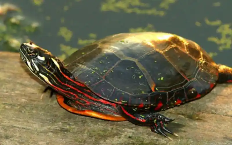 【龟】浅谈东锦的饲养