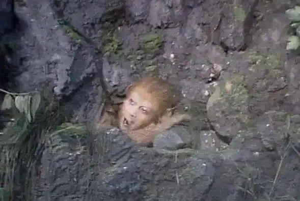 西游记的花果山上到底有多少只猴子