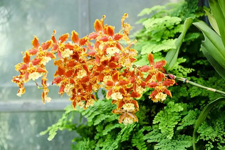 极品洋兰鉴赏(二)