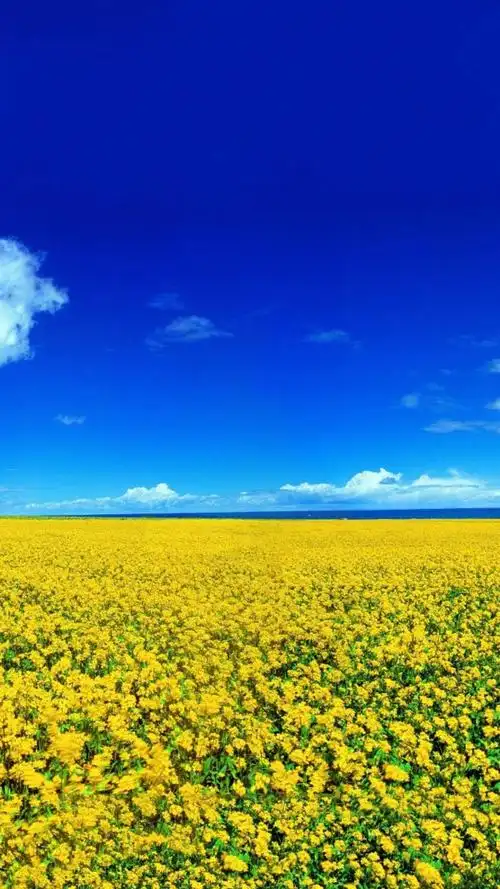 清新唯美的油菜花,高清图片,手机锁屏桌面-壁纸族