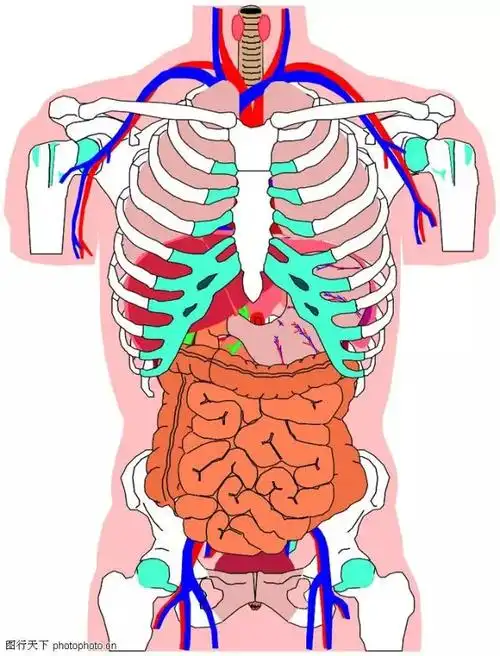 教你这几招轻松吸走内脏脂肪