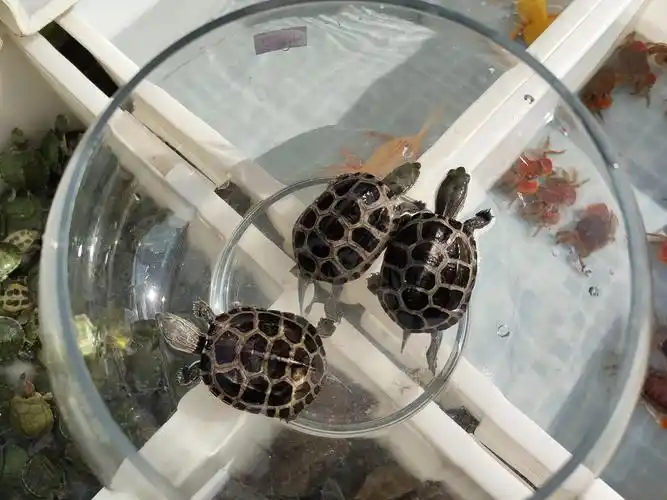 家养乌龟的来源