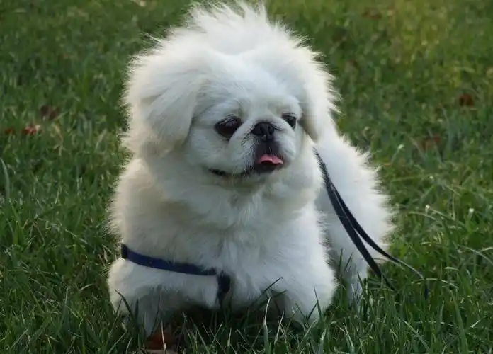 京巴狗的价格,纯种京巴犬价格