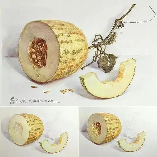 一步步教你画水彩静物适合水彩初学者临摹