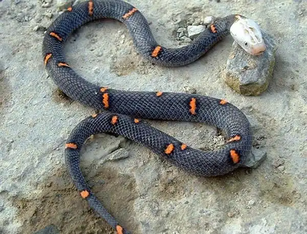 宁波奉化户外运动爱好者上山抓野味遭遇极濒危的中国第一毒蛇白头蝰