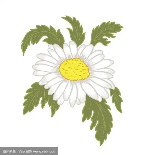 洋甘菊花卉插图