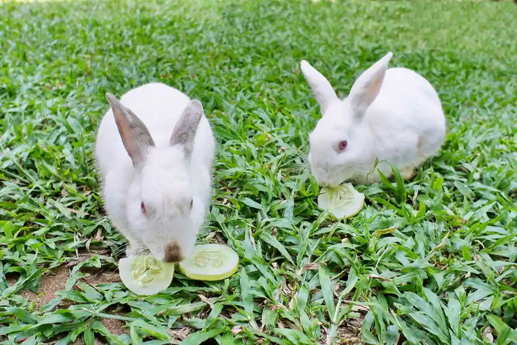 两只兔子在吃黄瓜.