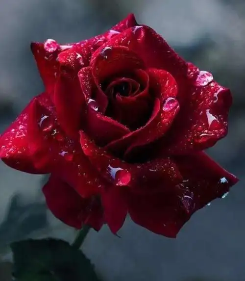 风雨彩虹,铿锵玫瑰