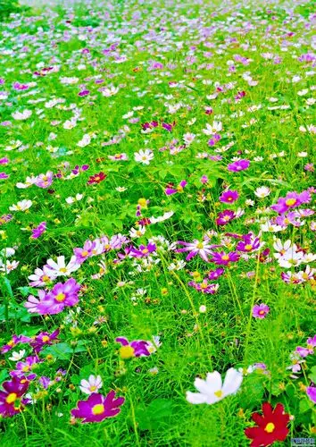 草原上的格桑花