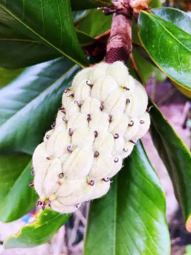 放大点,玉兰的果实.