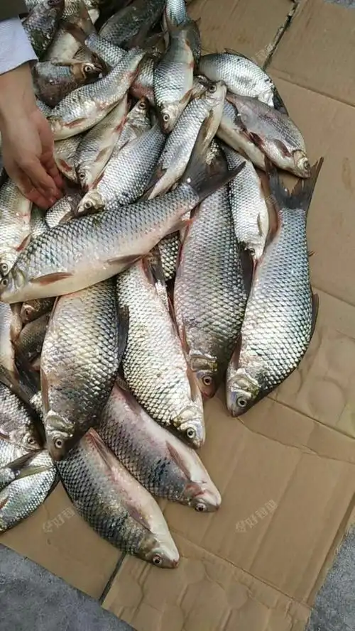 久久战队开春第一钓疯狂鲮鱼季