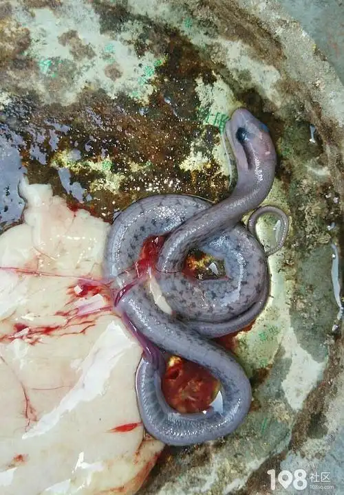 胆小慎入!收拾老宅发现一窝蛇蛋 里面样子很惊悚