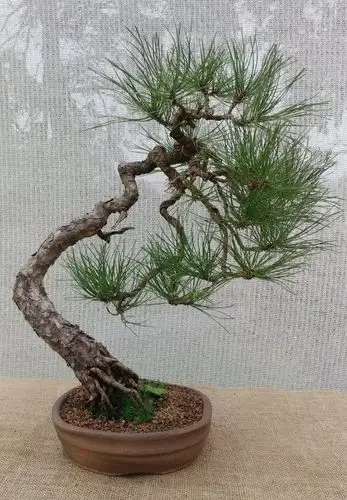 万年松盆景图片