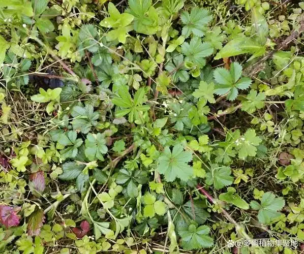 俗名是:止咳草,十分珍贵,难怪老人会挖它,如今越来越稀少!