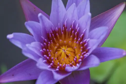 紫色睡莲就像是花仙子一样绽放