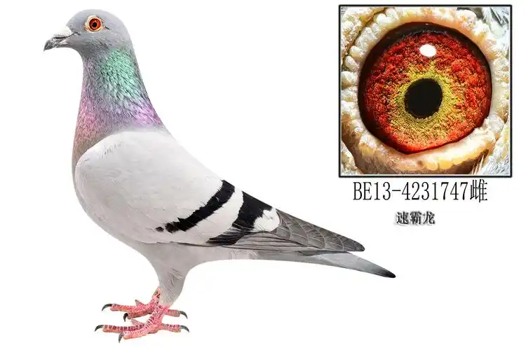 速霸龙"747"_河北天一鸽业_ ag188.com爱鸽商城_中国信鸽信息网