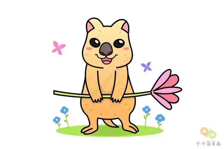 短尾矮袋鼠简笔画图片