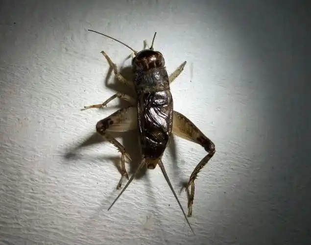 蟋蟀鉴赏:14路线腿红牙青