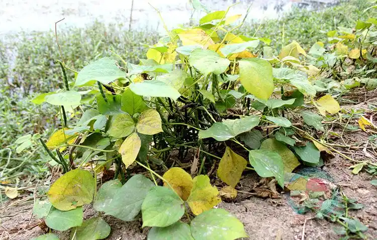 绿豆 山里货小绿豆豆芽专用 大别山高山绿豆 农家自种绿小豆500g