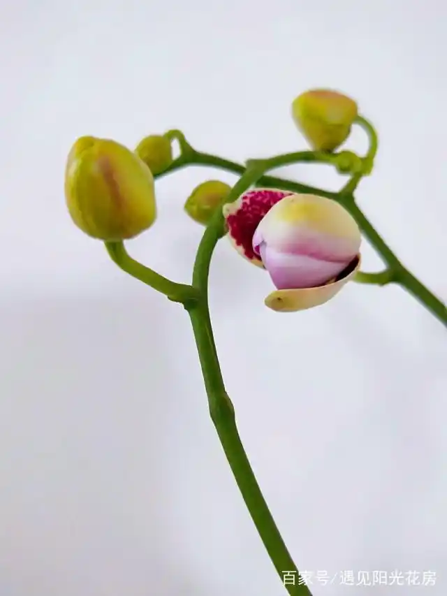 "蝴蝶"养成记!蝴蝶兰长嫩芽窜花苞,千呼万唤花始开!