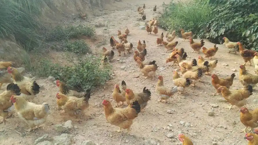 山海田餐厅(长安店)---新鲜农家食材,每天乡下运来!