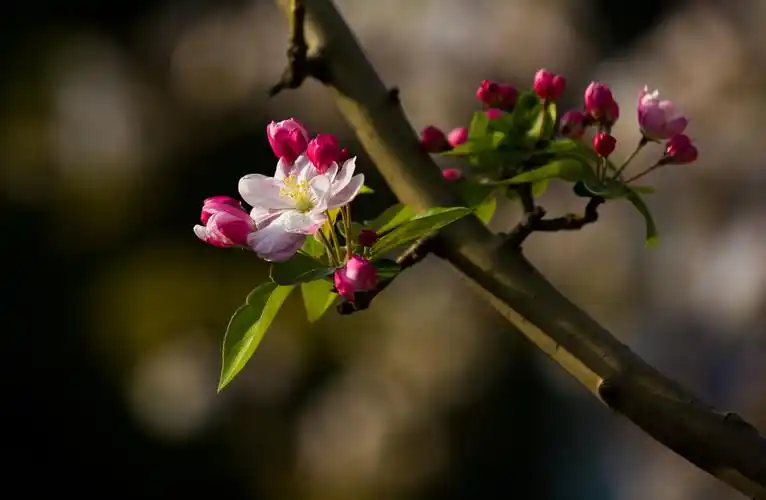 五龙潭西府海棠,美醉了