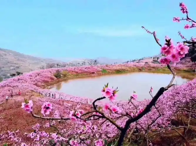 三生三世十里桃花