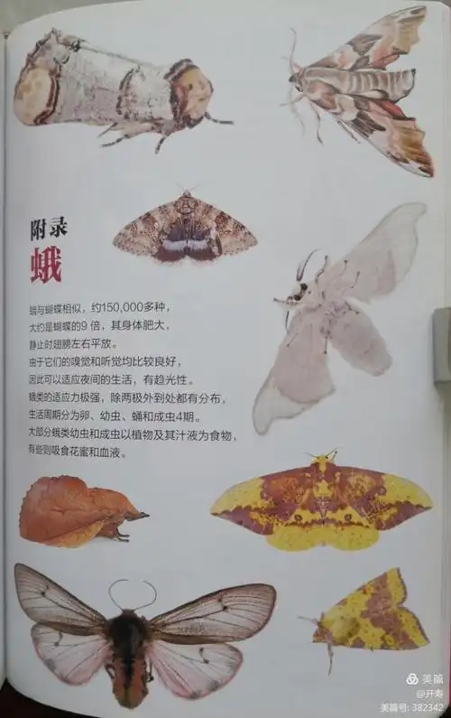 蝴蝶图鉴 第三章 灰蝶总科 附录 蛾 壹号图编辑部