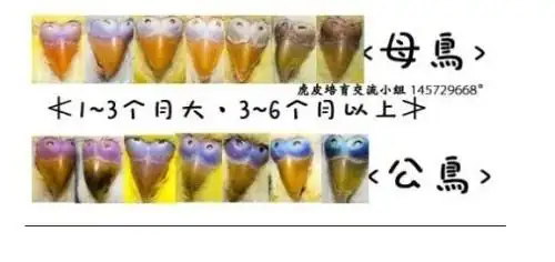 我家养的两只虎皮鹦鹉,请帮我分辨下公母.谢谢!