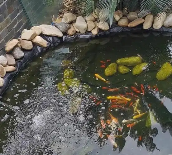 自建鱼池,在农村花最少的钱建最实用的鱼池