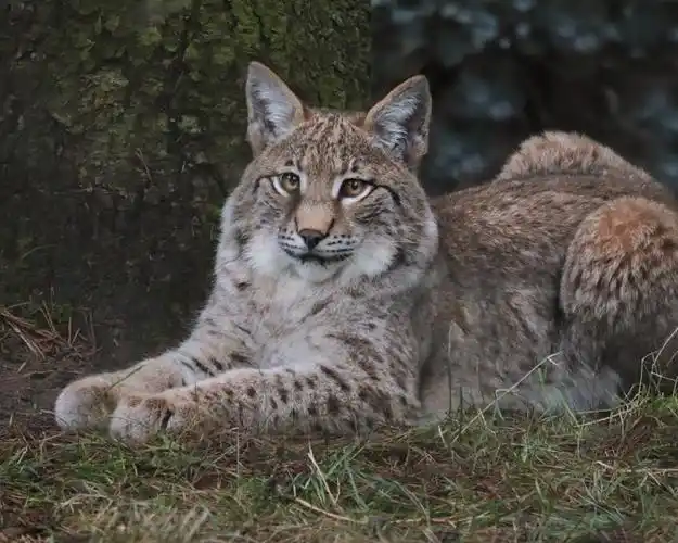 可爱的野猫,山猫,停留 iphone 壁纸