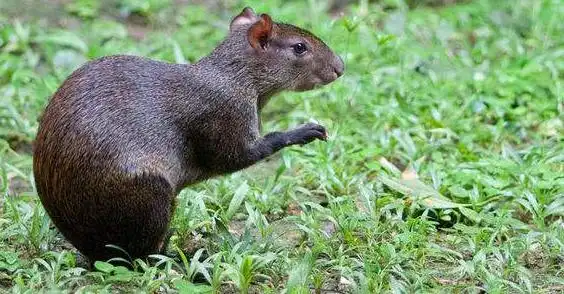 高山白腹鼠可以长多大