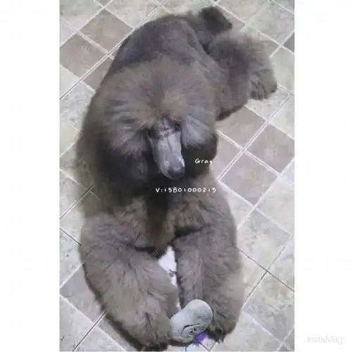 巨型贵宾～我终于有狗子啦