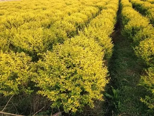 金冠小叶女贞(小苗,球形,柱形)