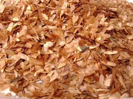 红叶香椿种子招商