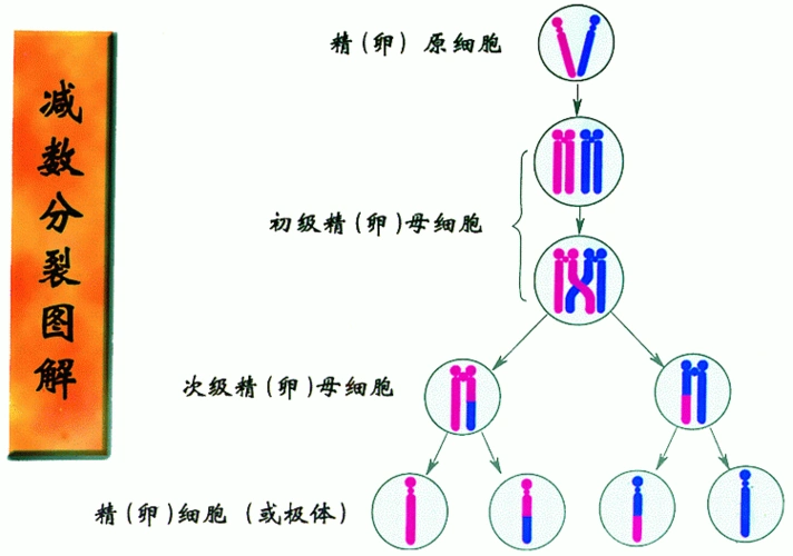1 减数分裂和受精作用第二课时2,减数分裂过程中dna,染色体及染色单体