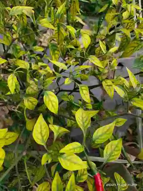 辣椒黄叶——农极客上图辣椒叶片整体发黄,叶脉是绿色的,这是典型缺铁