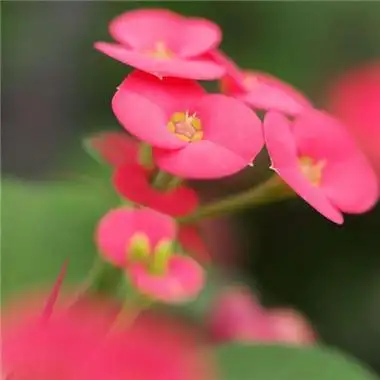 招财头像花高清漂亮的招财吉祥微信头像花的图片大全