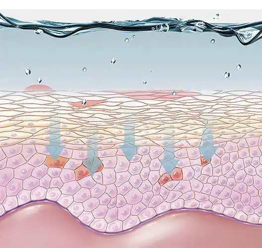 皮肤由浅到深分为表皮层,真皮层,皮下组织层带您认识皮肤[6] 日常护理