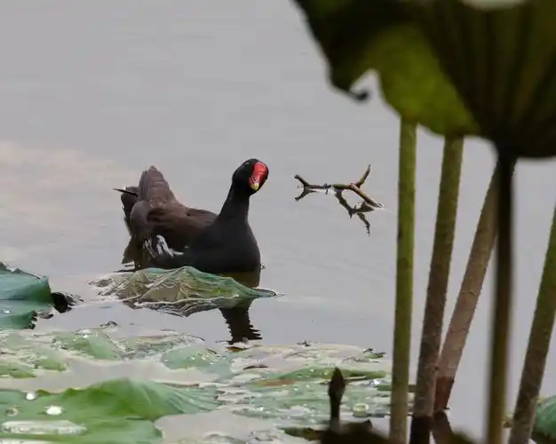 天河公园打鸟之黑水鸡
